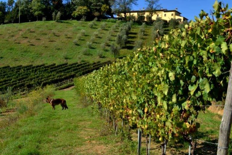 Activities for visitors in San Miniato