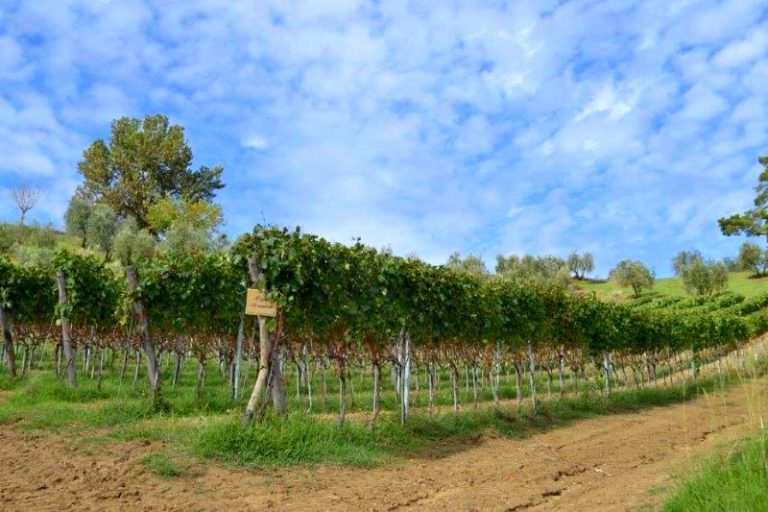 Tasting wines and making fresh pasta