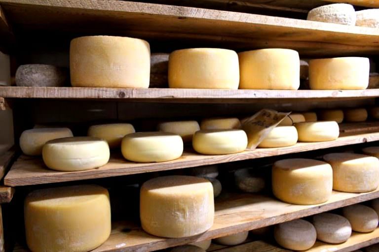 Guided visit to a Tuscan dairy