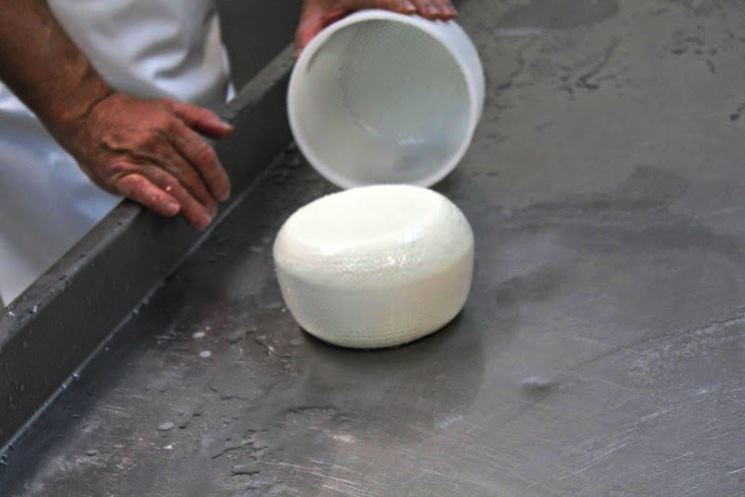 Wet fresh pecorino before drying