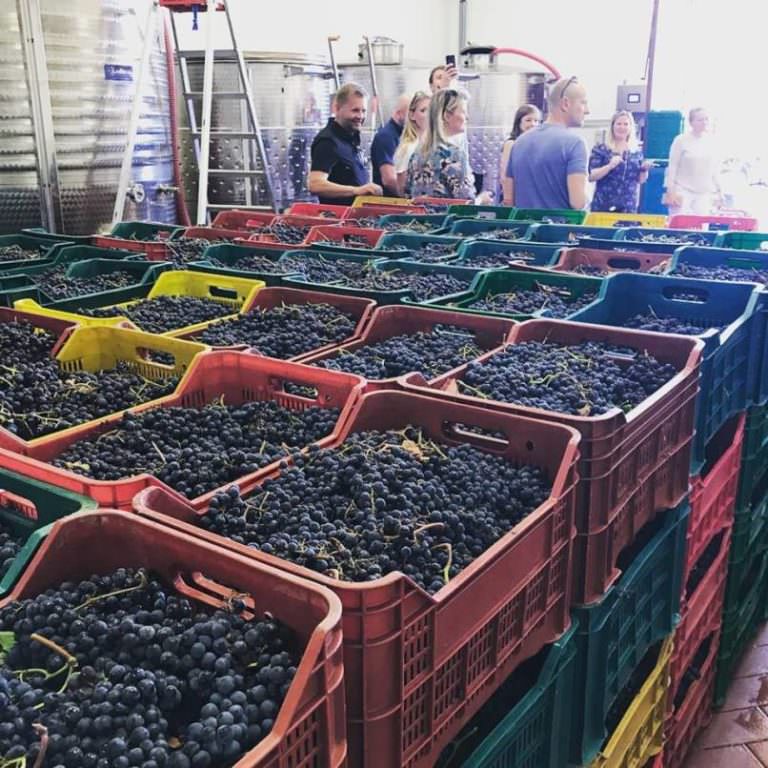 Guided visit to the wine cellar