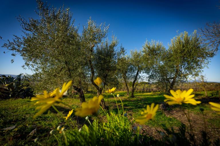 Cooking classes on a Tuscan hill