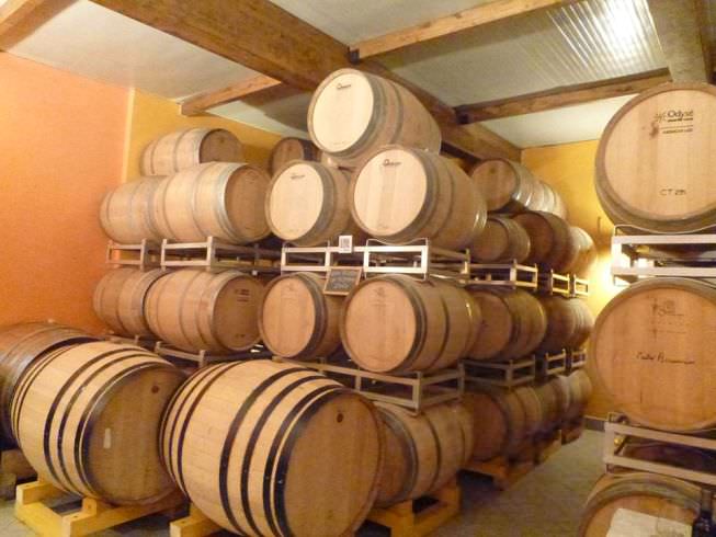 Visit to wineries in San Miniato area