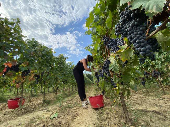 Typical Tuscan grape