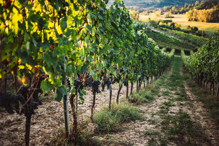 Vineyard of Sangiovese
