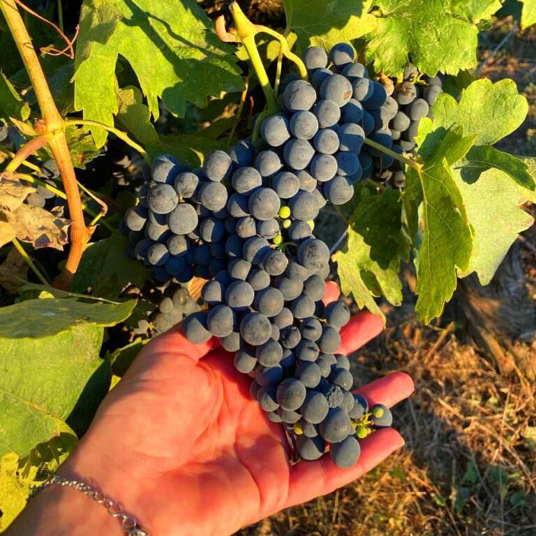 A very robust skin in a heavy bunch