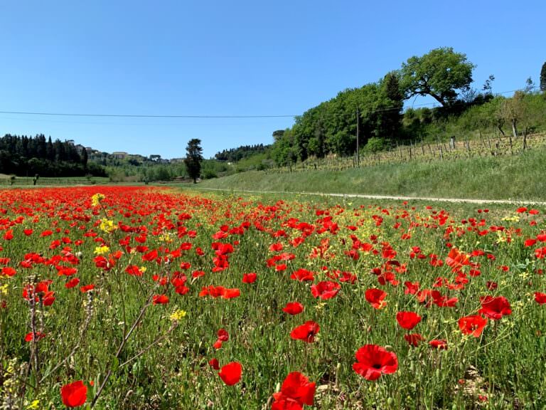 Poppies near Tenuta il Poggio in Peccioli