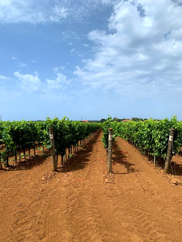Vineyards by the coast