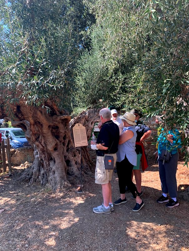 An olive tree from 1720