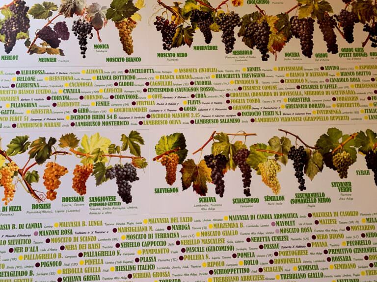 Wine academy at winery in Bolgheri