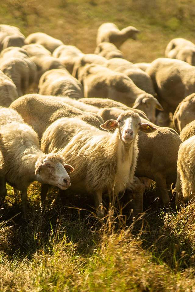 Animals on the property