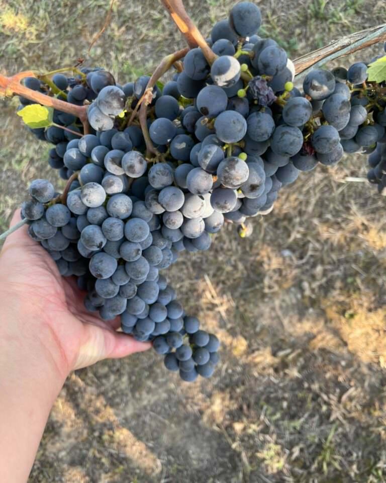 Winery tour in San Miniato