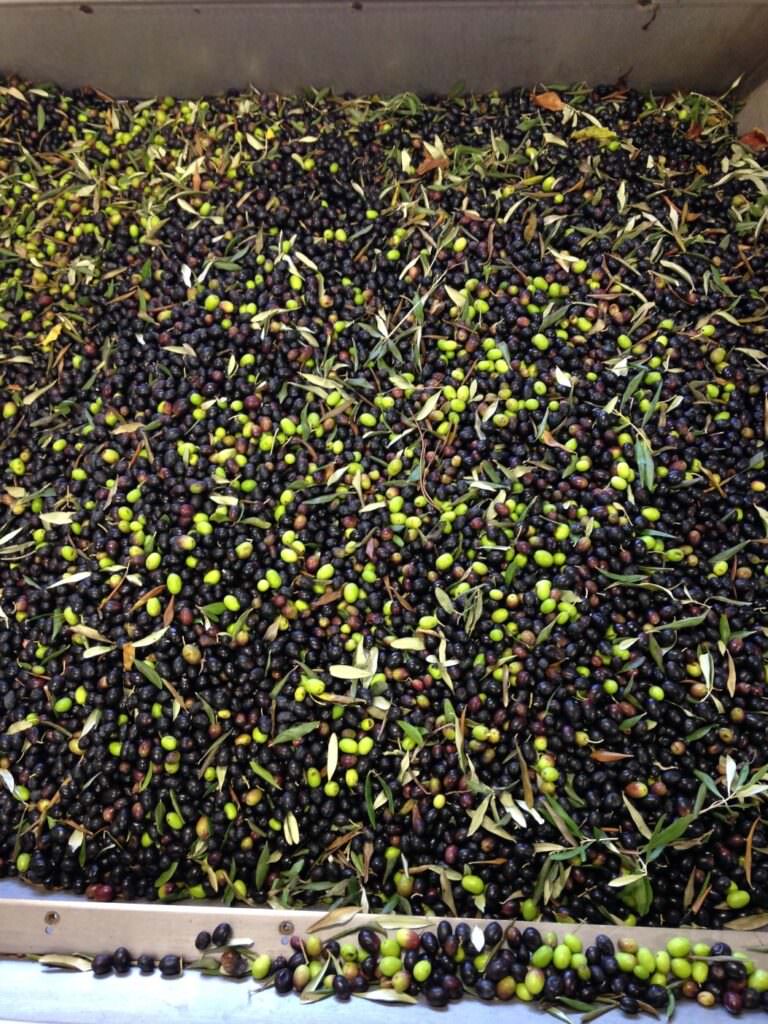 Visit to the olive mill