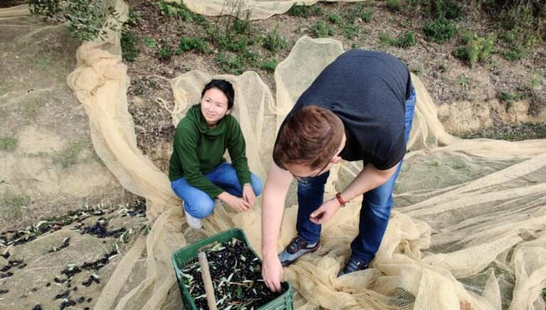 Olive harvest experience