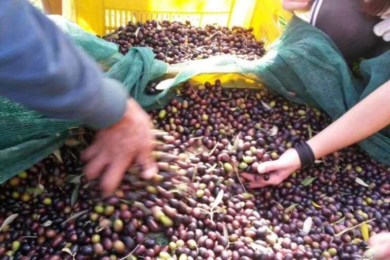 Moraiolo cultivar olives