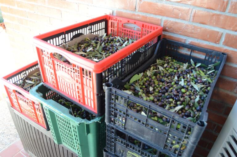 Olives ready to be squeezed