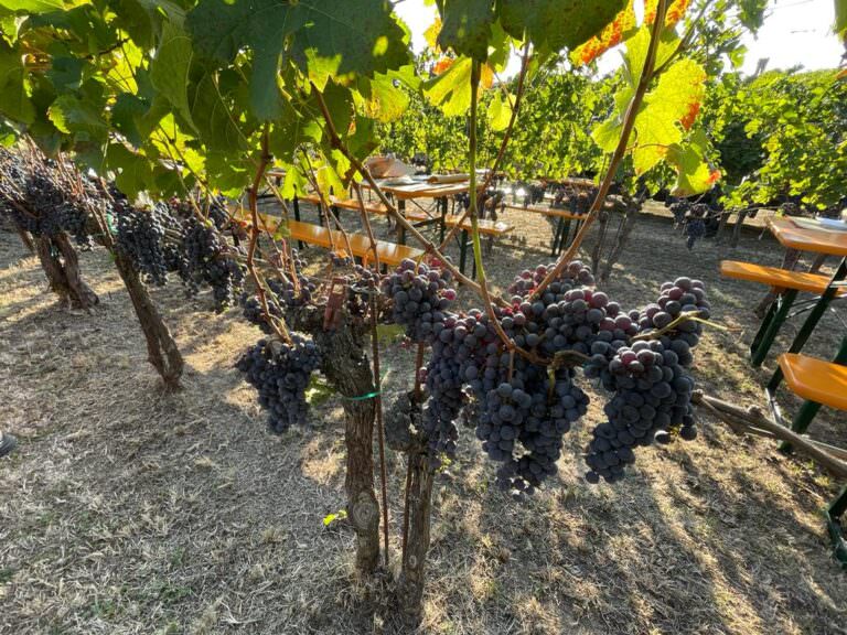 Tempranillo grapes at Beconcini winery