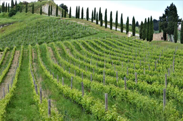 Winery with view in Volterra