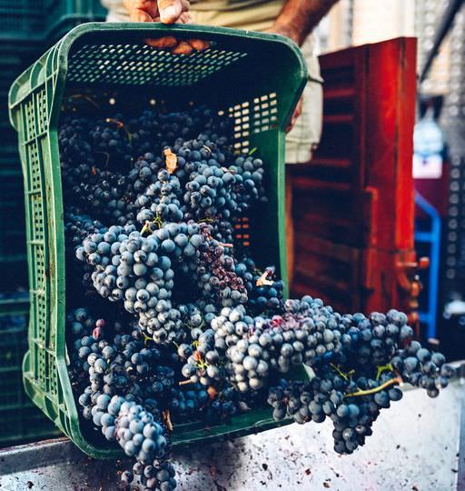 Grape harvest experience