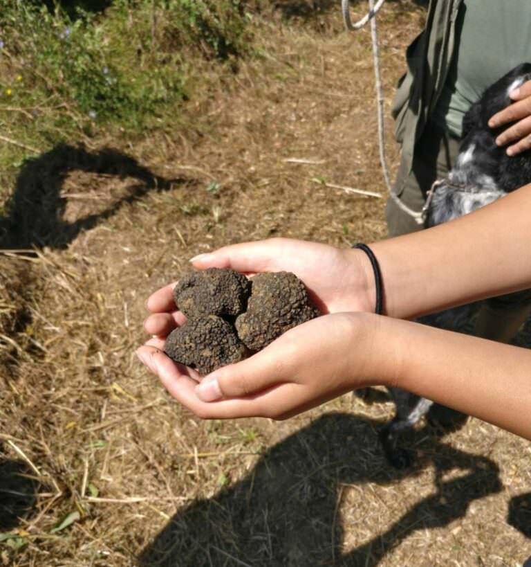 The black truffles in summer time