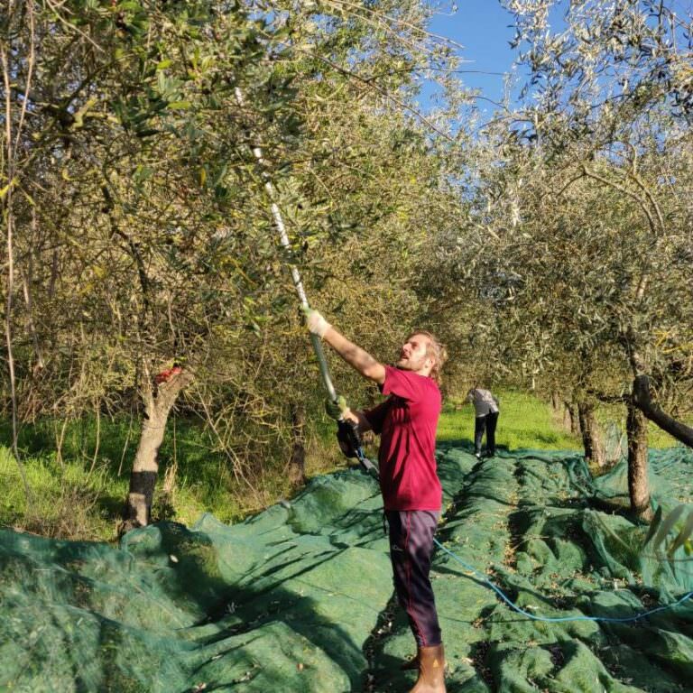 Luca collecting olives in his farm