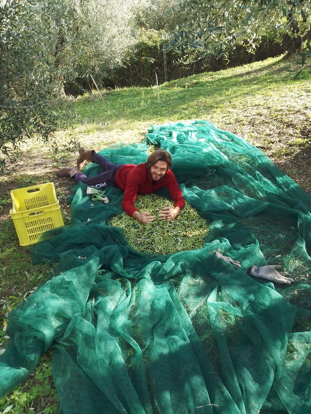 Olive just harvested