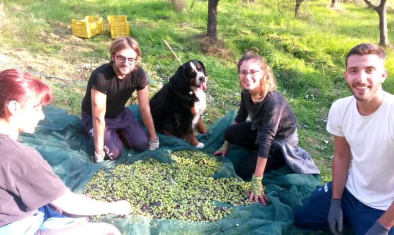 Preparing the olives to be squeezed