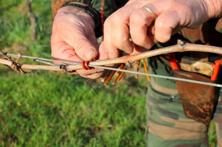 Wine tour to Tuscan winery