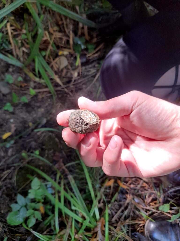 Truffle hunting experience in the wood