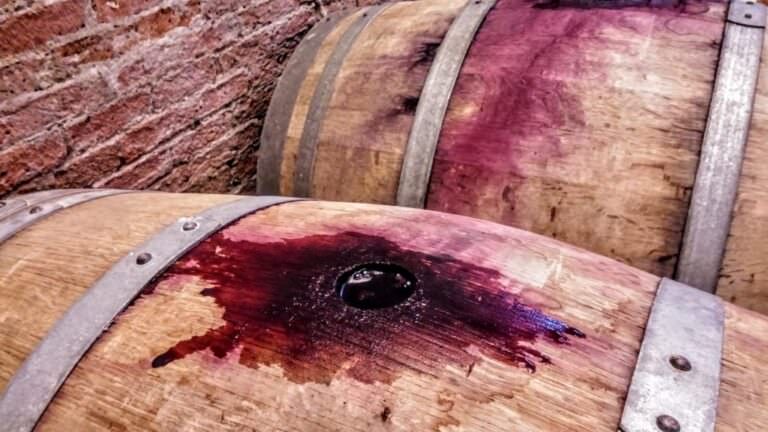 Wine tasting experience In San Miniato