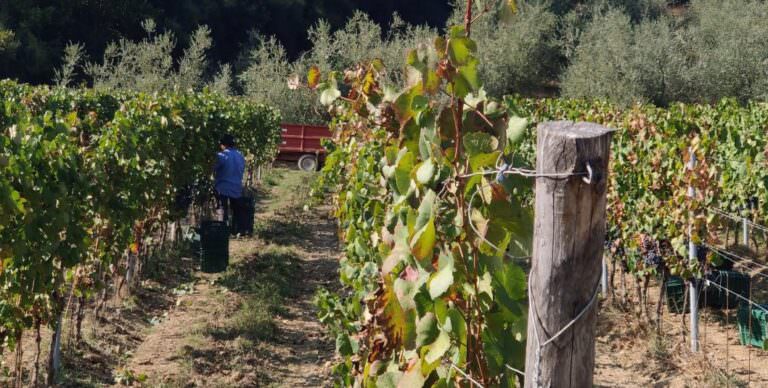 Grape harvest experience in Tuscany with Arianna & Friends