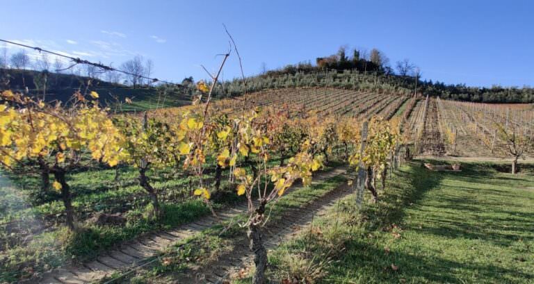 Vermentino grapes in San Miniato