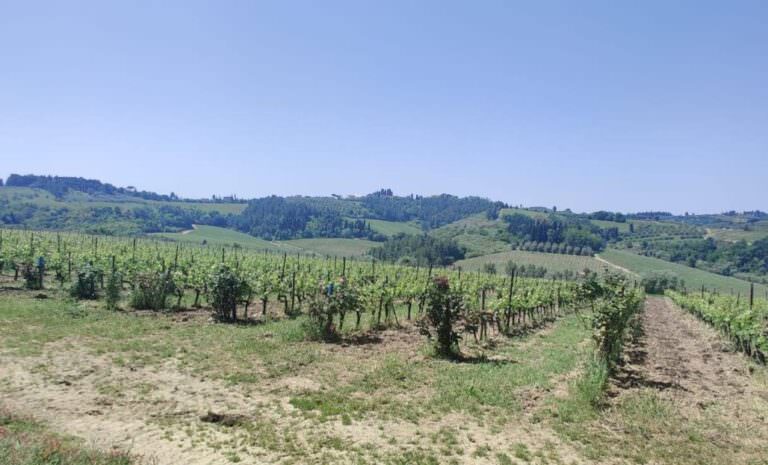 Red vineyard in the San Miniato district