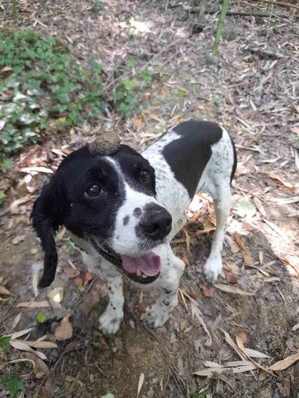 Pato the truffle dog