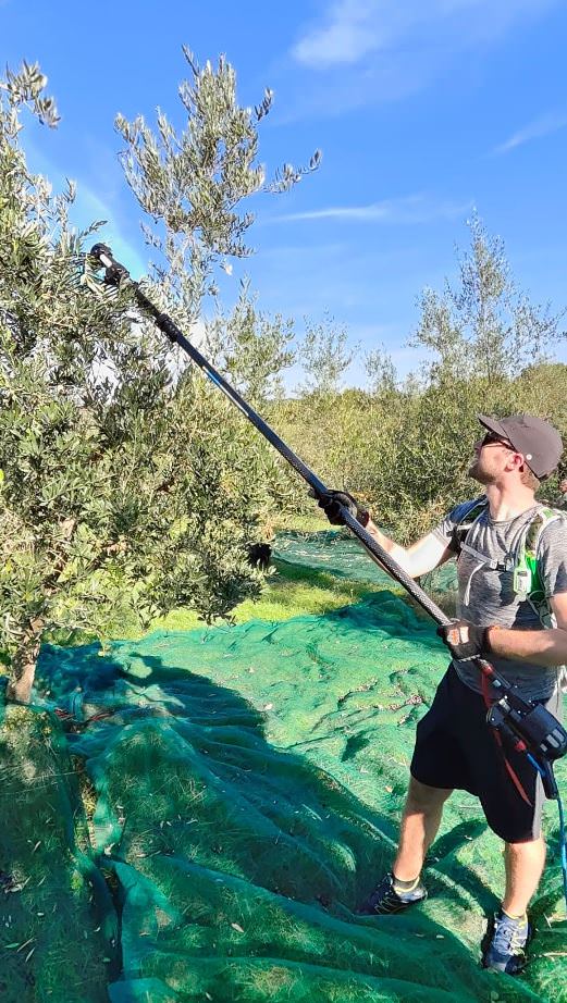 Olive harvest in Tuscany