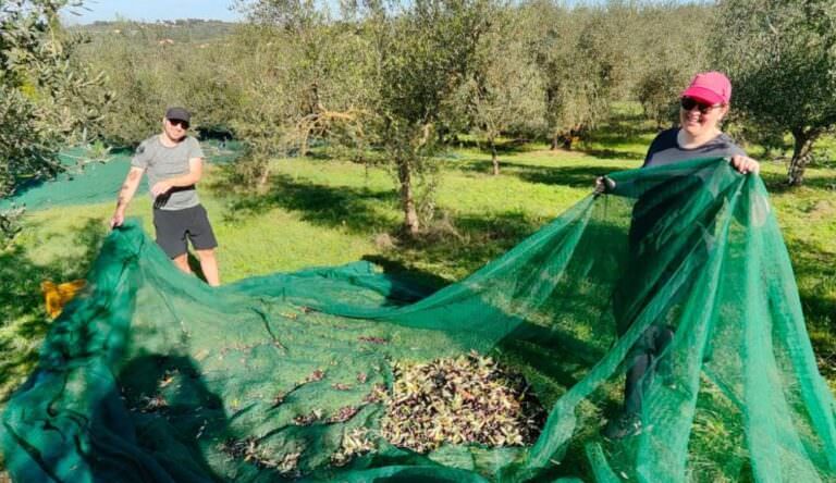 Our guests collecting fresh olives