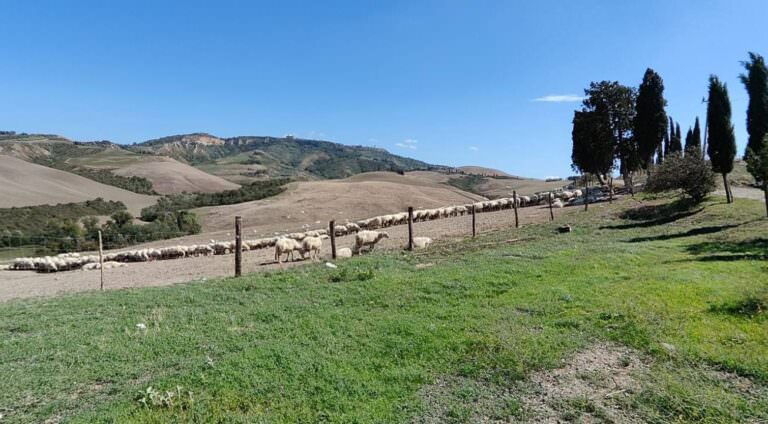 Visit to the cheese factory in Volterra