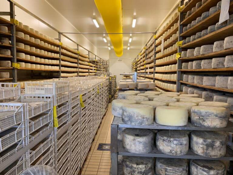 Pecorino cheese tour
