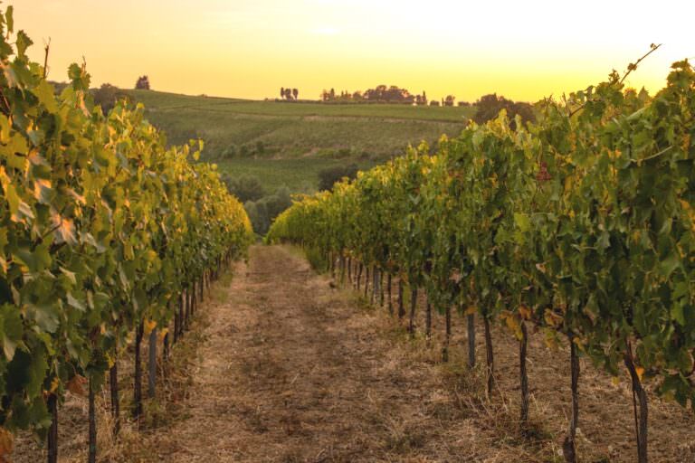 Visit to the vineyard at a local winery