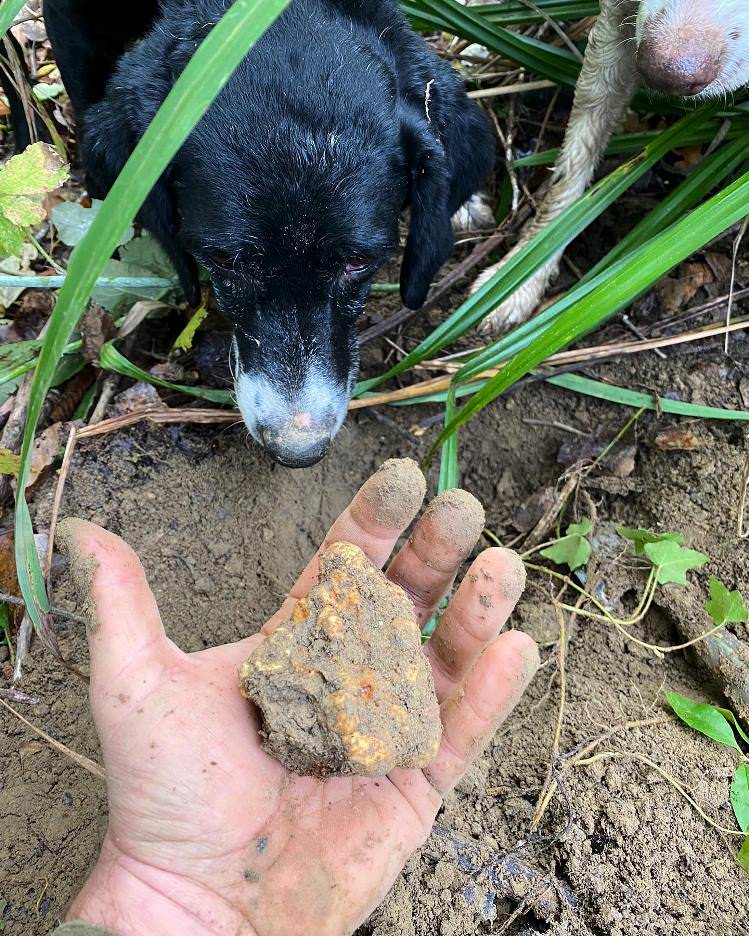 White truffle hunting experience in Ghizzano