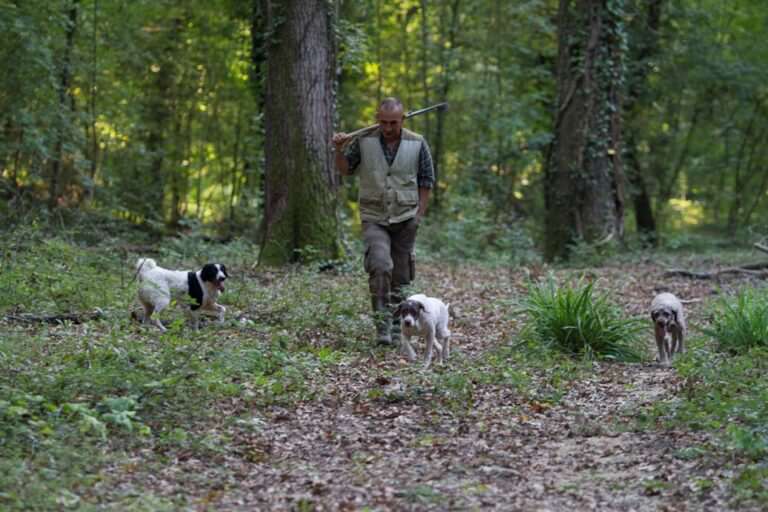 Truffle hunting experience for groups