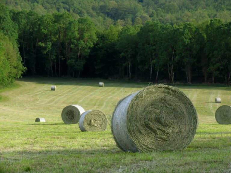 Guided vespa tour to Tuscany