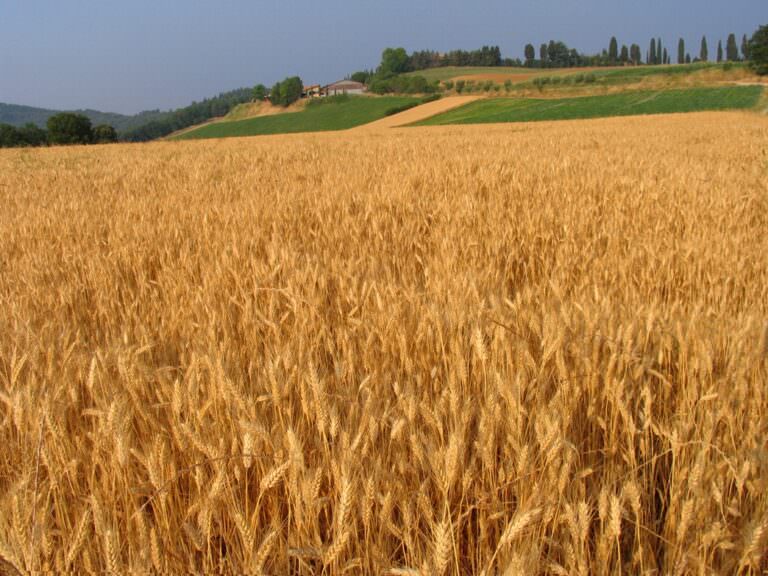 Typical Tuscan landscape