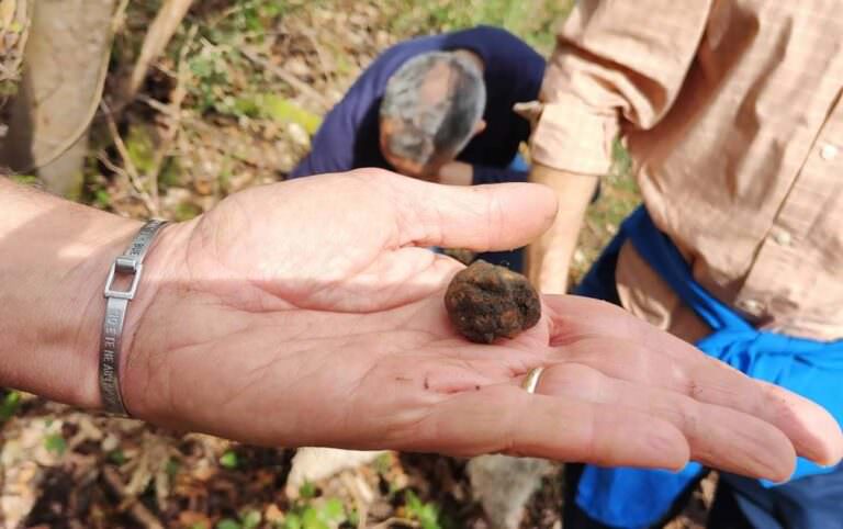 White truffle found in the wood