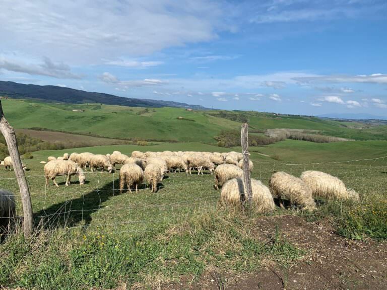 Free sheep grazing during our cheese tour