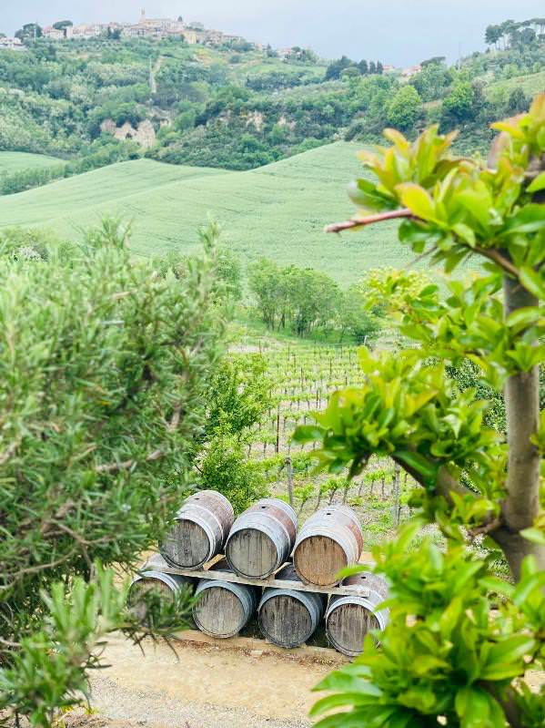 Wine tour in Terricciola area