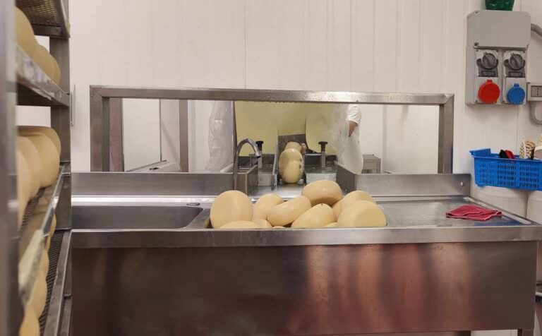 Aged cheeses at the cheese farm