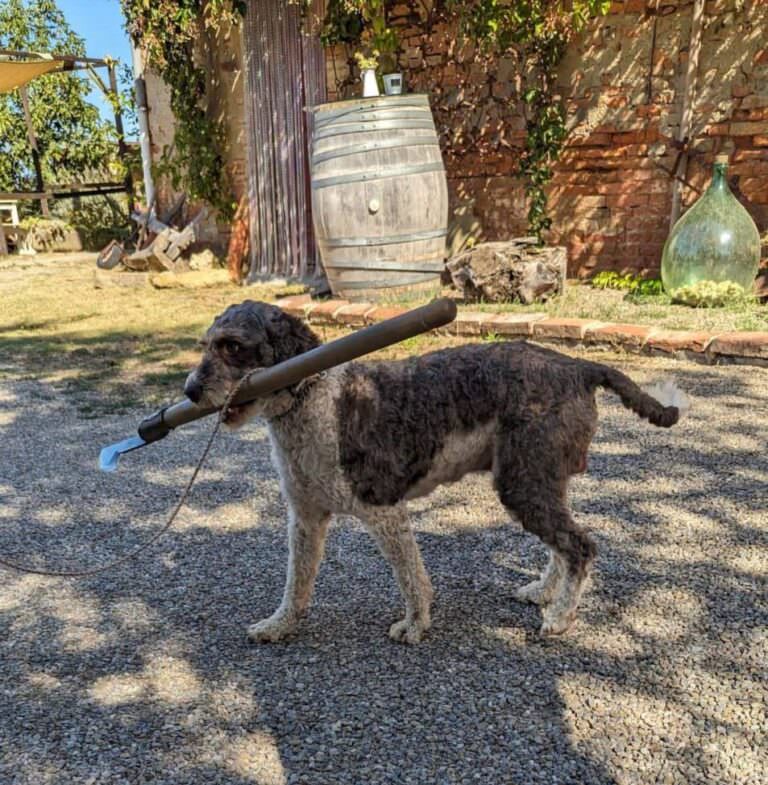 Lagotto romagnolo pedigree truffle dog