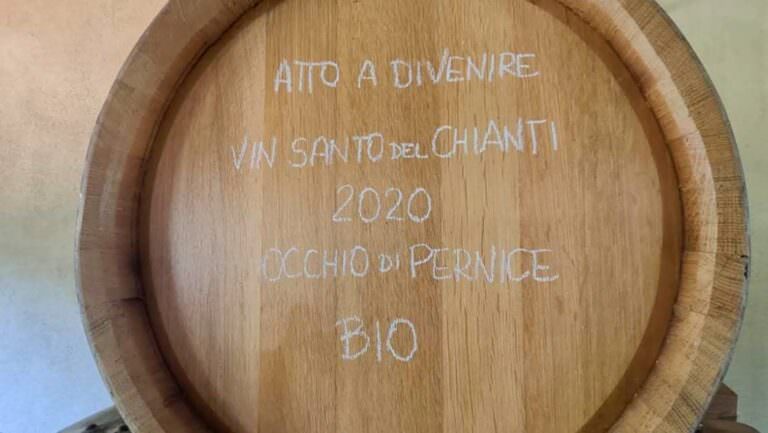 Wine tasting experience in Terricciola