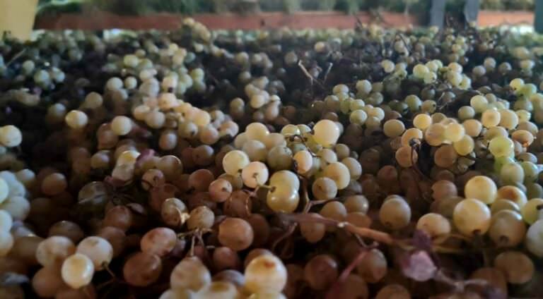 Wine tasting experience